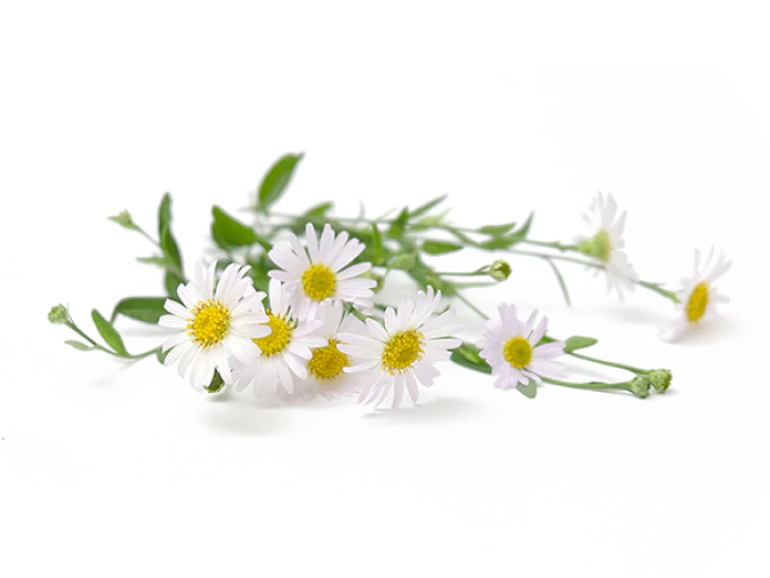 Chamomile extract