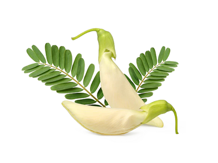 Sesbania Extract